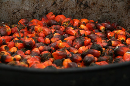 Palmfruit op het vuur in een olievat